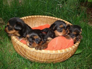 Male and Female Yorkie Puppies for Re-homing