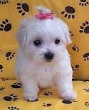 Lovely Maltese Puppies for Adoption