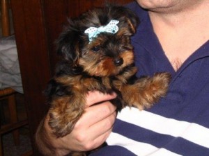 Awesome Yorkshire Terrier (tea-cup size) Puppies for Sale