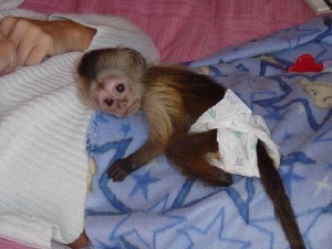 Lovely Capuchin monkey