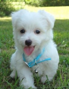 AKC Registered Maltese Puppies for Adoption