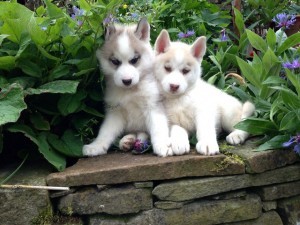 Friendly Blue Eyes Siberian Husky Puppies Available