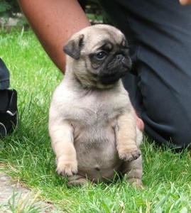 Two Pug Puppies for Adoption