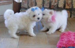 Two Maltese Puppies for Sale