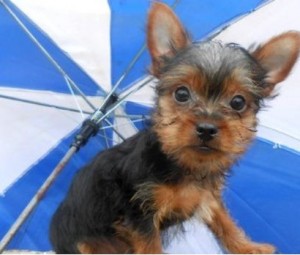 teacup puppies for cheap cheap teacup yorkie puppies for adoption miami fl asnclassifieds teacup puppies for cheap cheap teacup yorkie puppies for adoption miami fl asnclassifieds