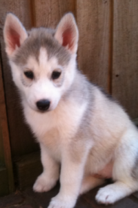 10 Weeks Old Siberian Husky Puppies for Sale