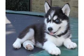Free Siberian Husky Puppies for Adoption