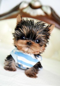 AKC Registered Teacup Yorkie Puppy