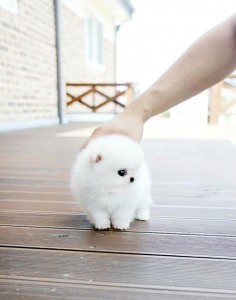 Teacup Size Pomeranian Pups for Sale