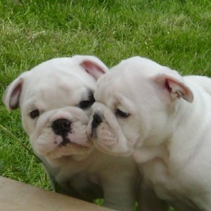Lovely English Bulldog Puppies