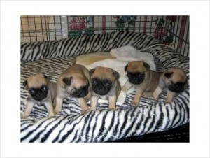 Male and Female Pug Puppies for Adoption - $250