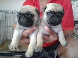 Male Pug Puppy For Adoption