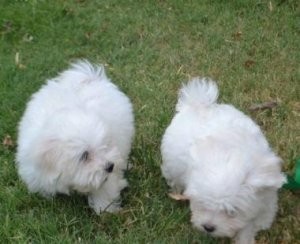 Teacup Maltese Puppies For New Homes