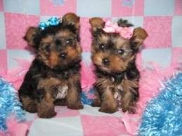 Yorkie Puppies for Re-homming