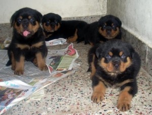 Purebred German Rottweilers for Sale