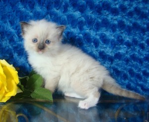 Registered  Ragdoll Kitten for Sale