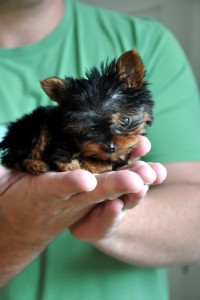 Yorkies Puppies for Adoption