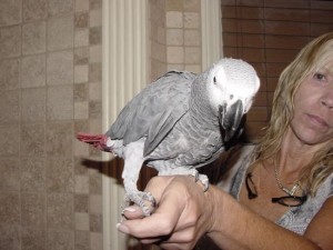 Congo African Grey Parrot for Adoption Now