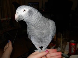 ADORABLE AND CUTE AFRICAN GREY BIRDS