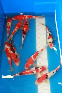 Colorful Live Koi Fish for Sale