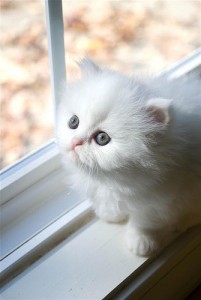 Beautiful Female Persian Cat