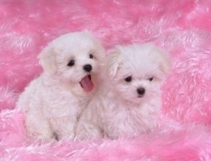 Beautiful Teacup Maltese Puppies