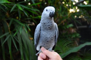 Beautiful African Grey Parrots for Sale