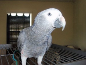 African Grey Congo Needs a New Home