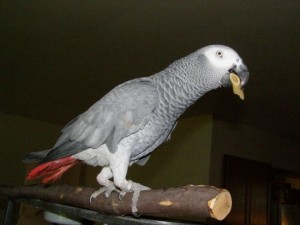 Red Congo African Grey Parrot