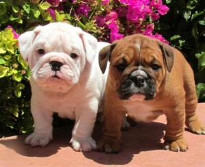 Home Raised English Bulldogs Available