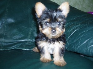 Tea-cup Male Yorkie Puppy