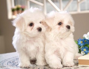 Extremly Beautiful Maltese Puppy