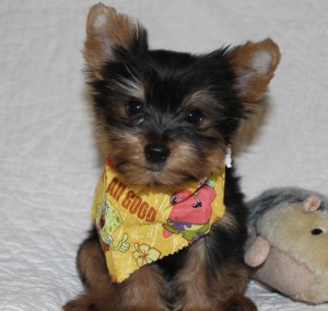 Brillant Yorkie Puppy Available