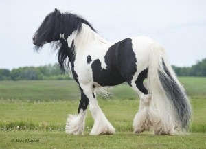 Beautiful Gypsy Vanner Horse