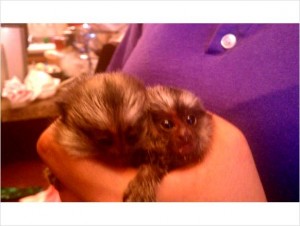 Marmoset for Sale