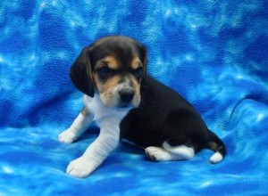 Cute and Charming Beagle Puppies