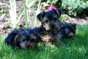 Cute Yorkie Puppies
