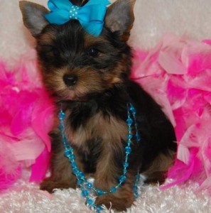 Friendly Yorkie Puppies for Re-homing