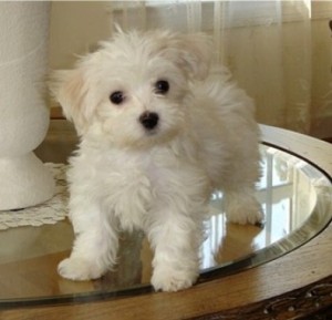 Cute Purebred Maltese Puppy