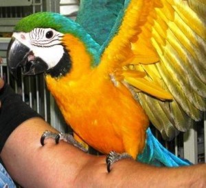 Very Tame Macaws for Sale