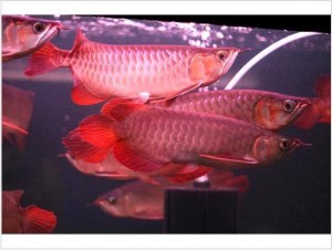 Super Red Arowana and Many Others for Sale