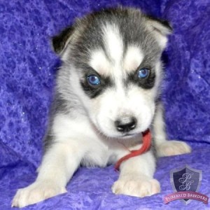 Siberian Husky Pup for Sale