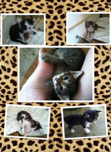 Free Calico Kittens