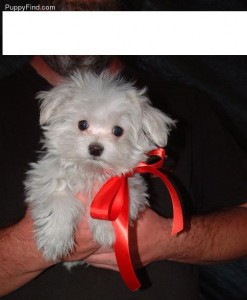 Adorable Maltese Puppies Up for Adoption