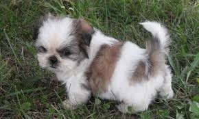 2 Shih Tzu Puppies for Sale