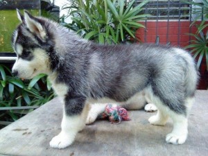 Siberian Husky Puppies for Sale