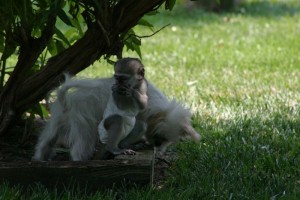 Capuchin Monkey for Rehoming
