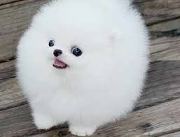 Well Trained Pomeranian for Free Adoption