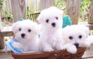 Cheap Teacup Maltese Puppies for Adoption