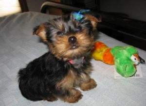 Charming and Cute Yorkie Puppies for Sale
